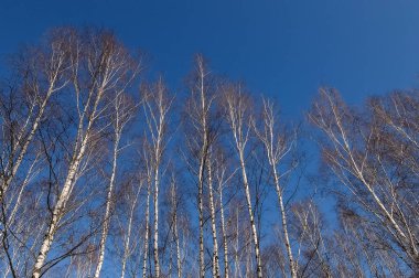 Huş ağacı içinde erken bahar Parkı, mavi gökyüzü
