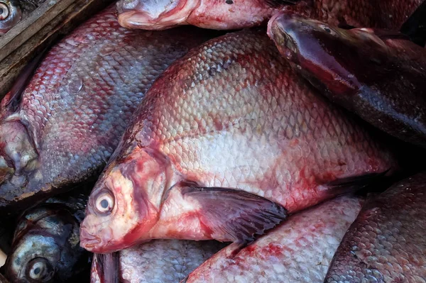 Frischer Fisch Auf Dem Markt Brassen — Stockfoto