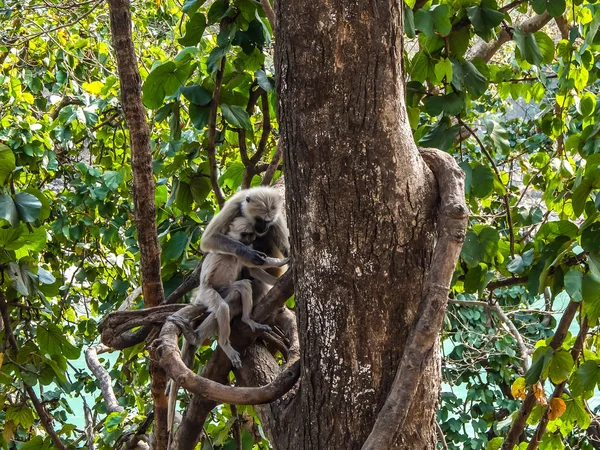 Scimmie Rishikesh Uttarakhand India — Foto Stock