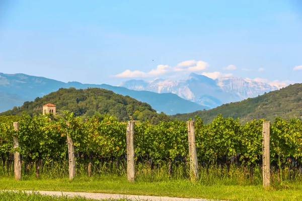 Italienische Weinberge Schöner Sonniger Tag Der Italienischen Landschaft — Stockfoto