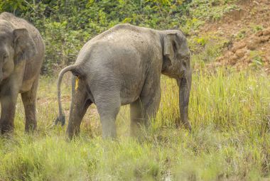 Asya vahşi Filler çok şirin