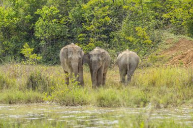 Asya vahşi Filler çok şirin