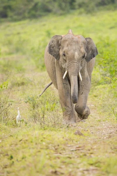 Asia Wild Elephants Cute — Stock Photo, Image