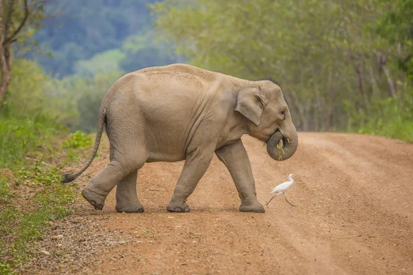 Asia Elefantes Salvajes Tan Lindo — Foto de Stock