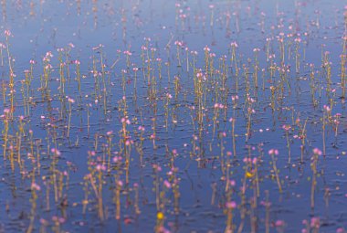Golden bladderwort in the lake (Utricularia aurea) clipart