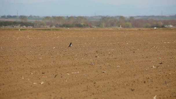 Bird on the field — Stock Video