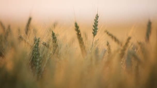Пшениця махає вітром — стокове відео