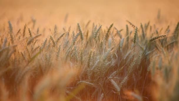 Orejas de trigo ondeando — Vídeos de Stock