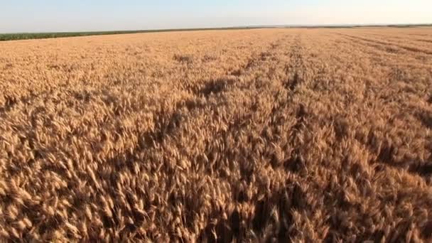 Grúa Disparar Campo Trigo Panorama Fondo — Vídeo de stock