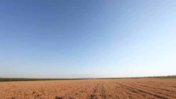 Crane Shoot Wheat Field Panorama Close — Stock Video
