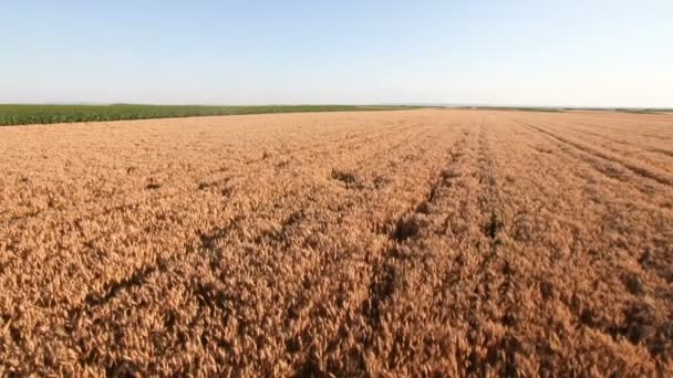 Кран стреляет пшеничным полем — стоковое видео