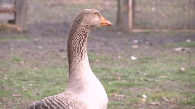 gri kaz portre bir çiftlikte