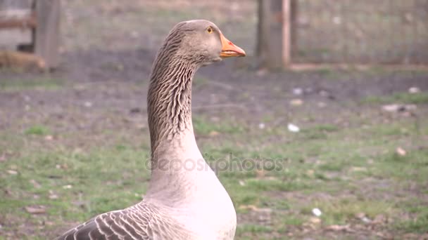 Grey Goose Portret Farmie — Wideo stockowe