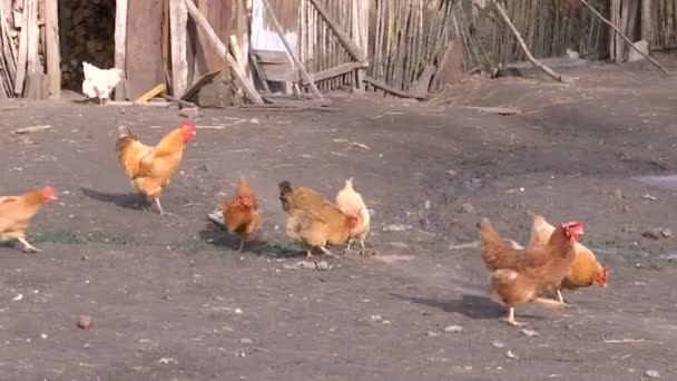 Landelijke Binnenplaats Met Kippen Lopen — Stockvideo