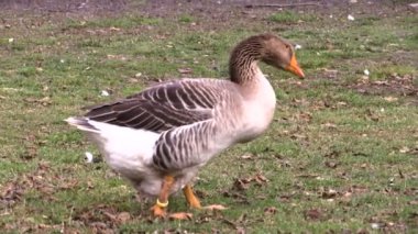 Çiftlikteki gri kaz