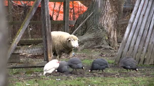 Rural Gården Med Får Och Fjäderfä — Stockvideo