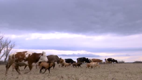 Manada Vacas Cabras Pasa Por Prado Frío Día Invierno — Vídeo de stock