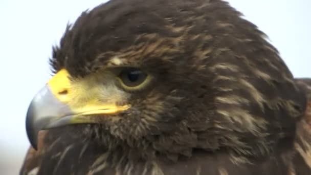 Close Van Hawk Hoofd Met Zoom Min — Stockvideo