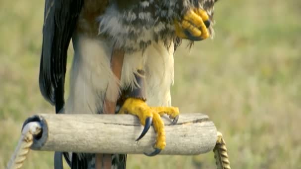 鹰站在一个木轴上一条腿 倾斜起来 — 图库视频影像