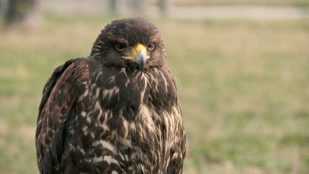 Hawk Stands Calm Observes Environment — Stock Video