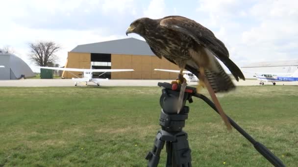 Falco Piedi Sul Treppiede Della Fotocamera Con Aeroplani Sullo Sfondo — Video Stock