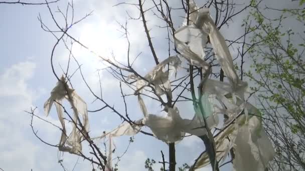 太阳和撕裂的塑料袋在树上 — 图库视频影像