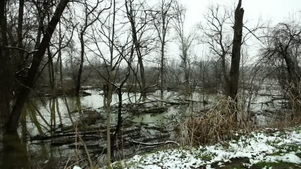 在寒冷的冬日里 被洪水淹没的地区与轻雪 — 图库视频影像
