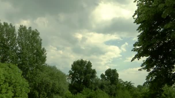 森林上空的时间流逝的天空 — 图库视频影像