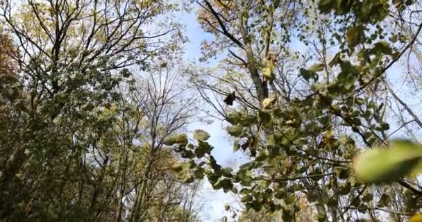 Pan Tiro Dossel Árvores Estrada Através Floresta Dia Ensolarado Outono — Vídeo de Stock