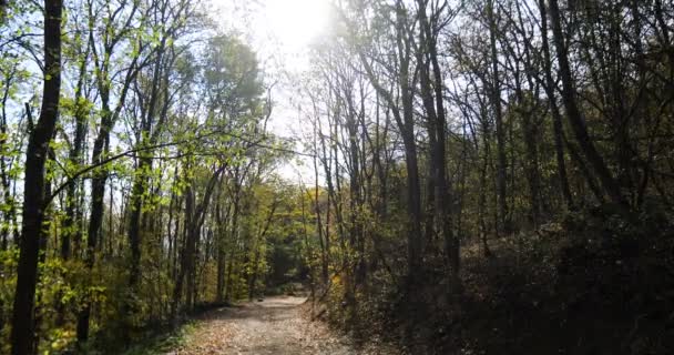 Ein Staubiger Pfad Durch Den Wald Mit Der Sonne Der — Stockvideo