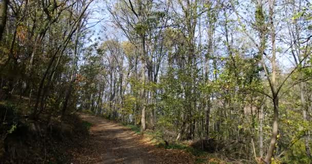 Ein Waldweg Einem Windigen Herbsttag Gelbe Und Grüne Blätter Wiegen — Stockvideo