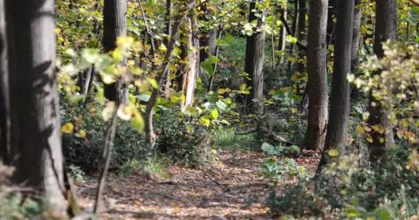 Een Verborgen Bospad Een Zonnige Herfstdag — Stockvideo