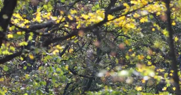 branches dans le vent dans les bois par une journée ensoleillée d'automne avec des feuilles jaunes d'automne 