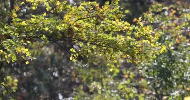 Ramo Árvore Com Folhas Outono Balançando Brisa Suave Dia Ensolarado — Vídeo de Stock