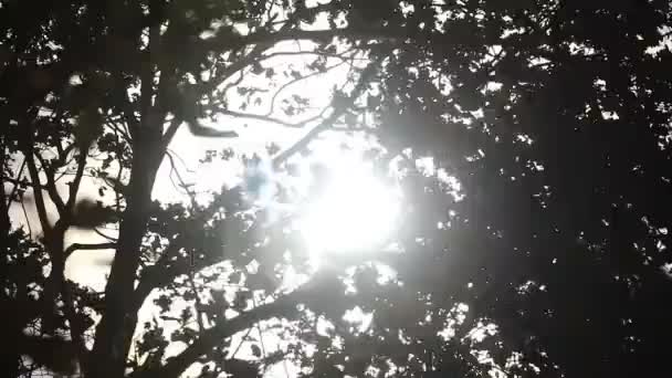 Soleil Apparaît Ralenti Travers Les Branches Les Feuilles Couvert Forestier — Video