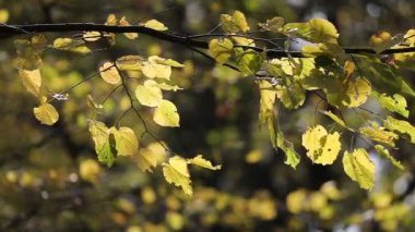 Sonbahar yavaş çekimde - sarı yapraklar rüzgarda sallanıyor