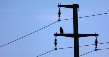 Elektrik çarpmış beton bir direkte şahin kuş.