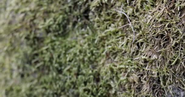 Roche Dans Forêt Avec Mousse Lichen Lentille Grand Angle Plan — Video