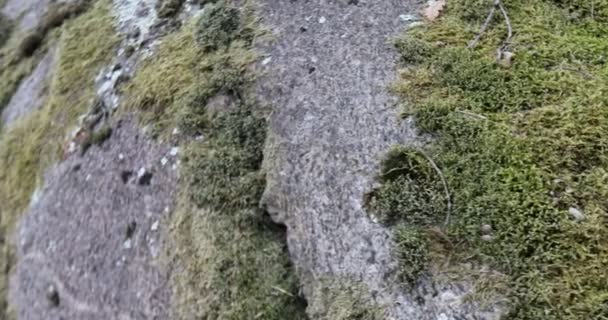 Roche Dans Forêt Avec Mousse Lichen — Video