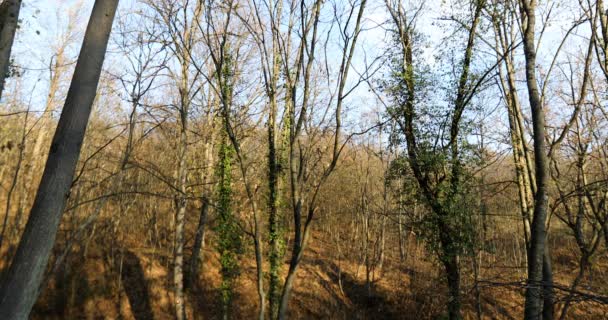 冬の森の日当たりの良い側 傾斜ショット — ストック動画