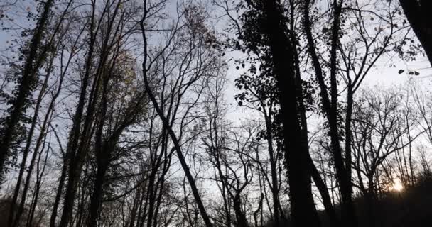 森林在冬季没有叶子 背景上有阳光 跟踪镜头 — 图库视频影像
