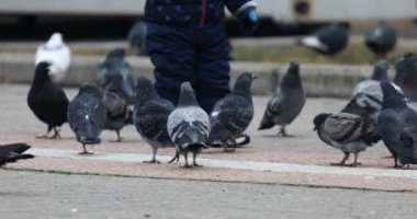 Kasaba meydanında yürüyen bir çocuk ve güvercinler.