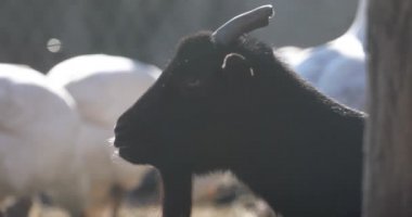 Soğuk, güneşli bir kış gününde arka planda beyaz kazlar olan bir profilden kara keçi başı.