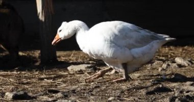 Soğuk, güneşli bir kış gününde bahçede yürüyen beyaz bir kaz.