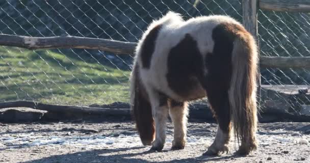 Belo Cavalo Pônei Com Cabeça Curvada Chão Coral — Vídeo de Stock