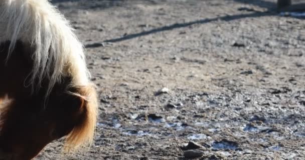 la tête du cheval de poney brun avec une crinière blanche par une journée froide et ensoleillée - gros plan 