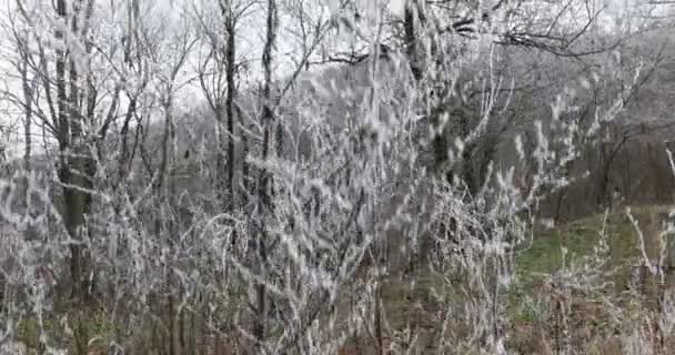 雪のない霜で覆われた木々のクレーンショット — ストック動画