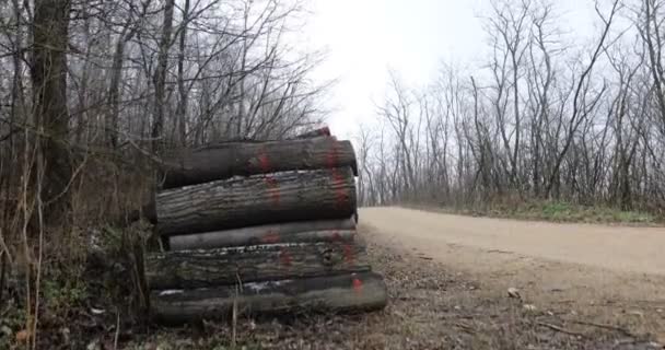 冬の道路脇に木が伐採された森の中の未舗装の道路のクレーンショット 霜で覆われた枝 — ストック動画