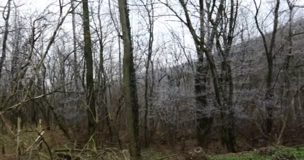 forêt avec des branches de givre blanc en hiver sans neige 
