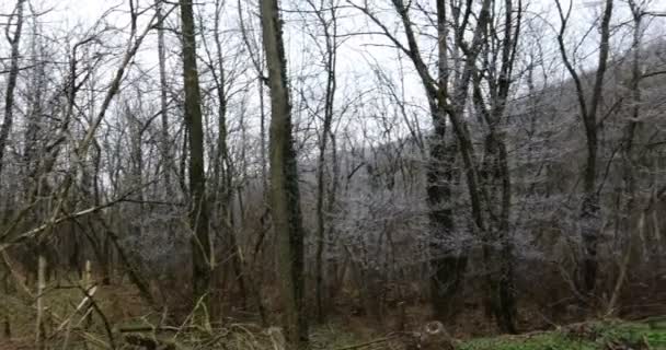 Bosque Con Ramas Escarcha Blanca Invierno Sin Nieve — Vídeo de stock